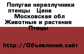 Попугаи неразлучники птенцы › Цена ­ 2 000 - Московская обл. Животные и растения » Птицы   
